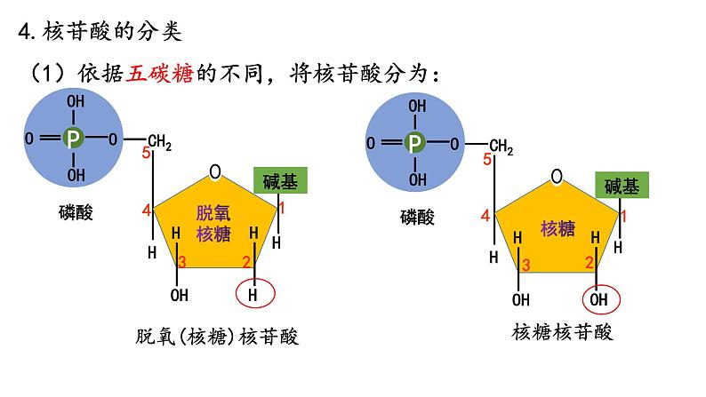 人教版 (2020) 必修1《分子与细胞》2.5核酸是遗传信息的携带者课件第7页