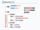 人教版 (2020) 必修1《分子与细胞》2.5核酸是遗传信息的携带者精品课件
