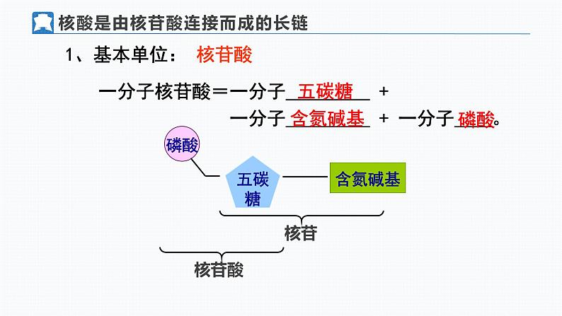 人教版 (2020) 必修1《分子与细胞》2.5核酸是遗传信息的携带者精品课件第6页