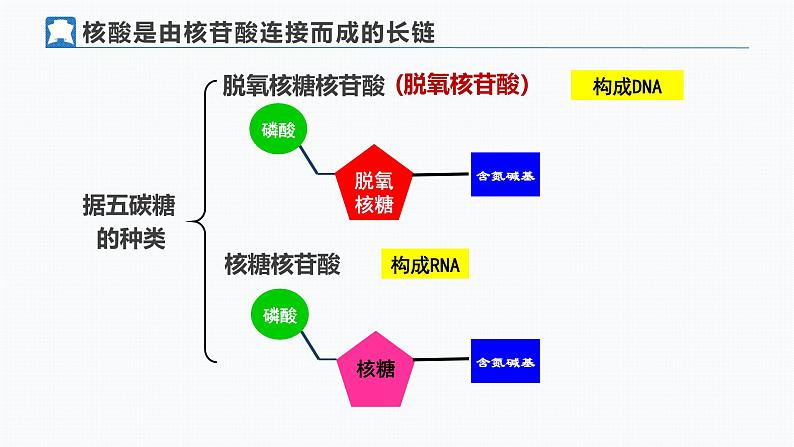 人教版 (2020) 必修1《分子与细胞》2.5核酸是遗传信息的携带者精品课件第7页