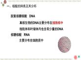 人教版 (2020) 必修1《分子与细胞》2.5核酸是遗传信息的携带者ppt课件