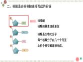 人教版 (2020) 必修1《分子与细胞》2.5核酸是遗传信息的携带者ppt课件
