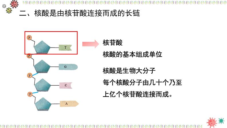 人教版 (2020) 必修1《分子与细胞》2.5核酸是遗传信息的携带者ppt课件第4页