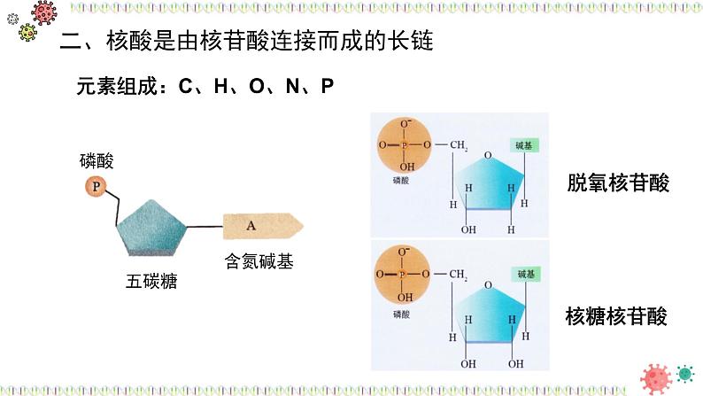 人教版 (2020) 必修1《分子与细胞》2.5核酸是遗传信息的携带者ppt课件第5页