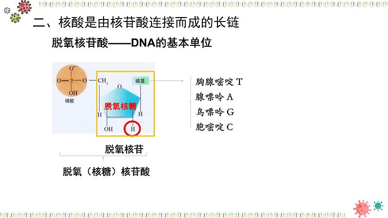 人教版 (2020) 必修1《分子与细胞》2.5核酸是遗传信息的携带者ppt课件第6页