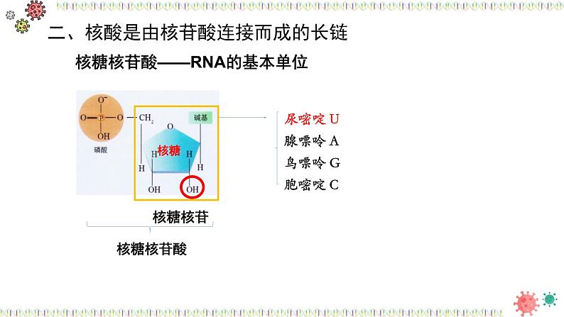 人教版 (2020) 必修1《分子与细胞》2.5核酸是遗传信息的携带者ppt课件第7页