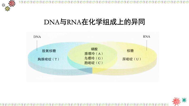 人教版 (2020) 必修1《分子与细胞》2.5核酸是遗传信息的携带者ppt课件第8页