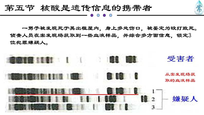 人教版 (2020) 必修1《分子与细胞》2.5核酸是遗传信息的携带者ppt精品课件第2页