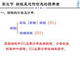 人教版 (2020) 必修1《分子与细胞》2.5核酸是遗传信息的携带者ppt精品课件