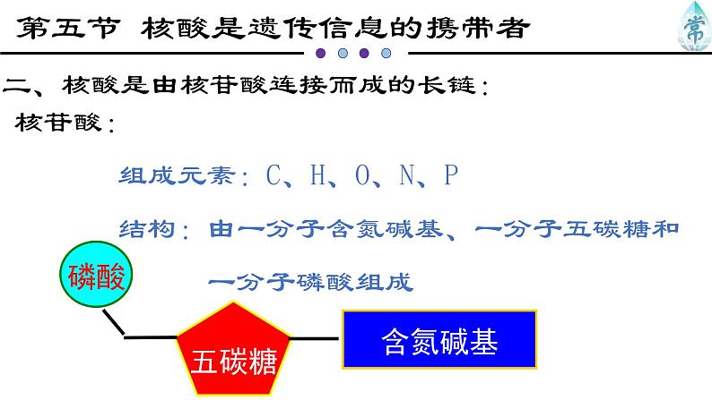 人教版 (2020) 必修1《分子与细胞》2.5核酸是遗传信息的携带者ppt精品课件第4页