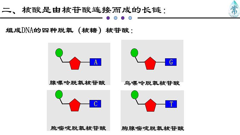 人教版 (2020) 必修1《分子与细胞》2.5核酸是遗传信息的携带者ppt精品课件第7页