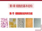 人教版 (2020) 必修1《分子与细胞》3.1细胞膜的结构和功能精品ppt课件