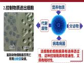人教版 (2020) 必修1《分子与细胞》3.1细胞膜的结构和功能精品ppt课件