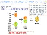 人教版 (2020) 必修1《分子与细胞》3.1细胞膜的结构和功能第2课时课件