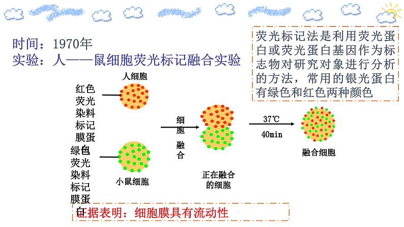 人教版 (2020) 必修1《分子与细胞》3.1细胞膜的结构和功能第2课时课件第5页