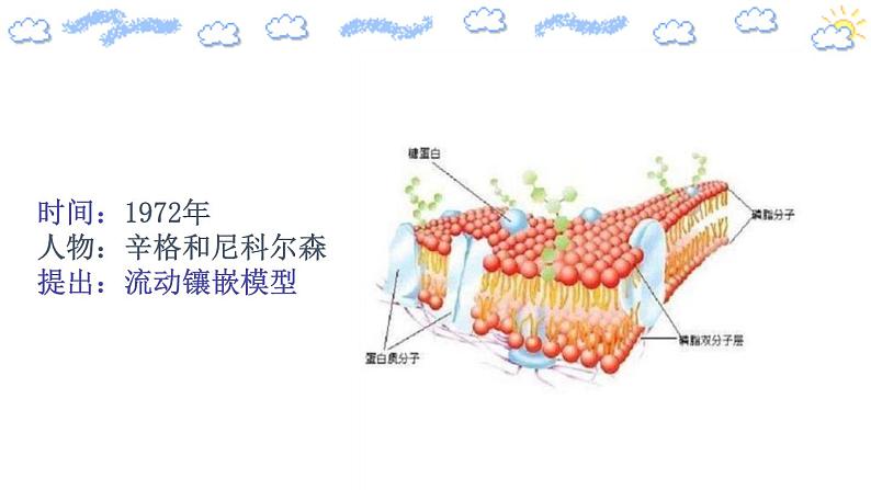 人教版 (2020) 必修1《分子与细胞》3.1细胞膜的结构和功能第2课时课件第6页