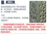 人教版 (2020) 必修1《分子与细胞》3.1细胞膜的结构和功能第1课时课件