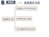 人教版 (2020) 必修1《分子与细胞》3.1细胞膜的结构和功能第1课时课件