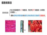 人教版 (2020) 必修1《分子与细胞》3.1细胞膜的结构和功能ppt课件