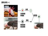 人教版 (2020) 必修1《分子与细胞》3.1细胞膜的结构和功能ppt课件