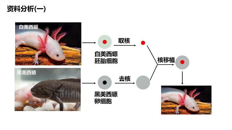 人教版 (2020) 必修1《分子与细胞》3.1细胞膜的结构和功能ppt课件第5页