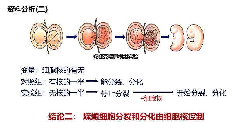 人教版 (2020) 必修1《分子与细胞》3.1细胞膜的结构和功能ppt课件第7页