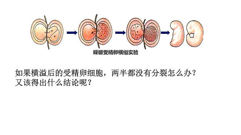 人教版 (2020) 必修1《分子与细胞》3.1细胞膜的结构和功能ppt课件第8页