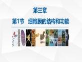 人教版 (2020) 必修1《分子与细胞》3.1细胞膜的结构和功能ppt精品课件