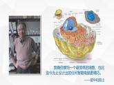 人教版 (2020) 必修1《分子与细胞》3.1细胞膜的结构和功能ppt精品课件