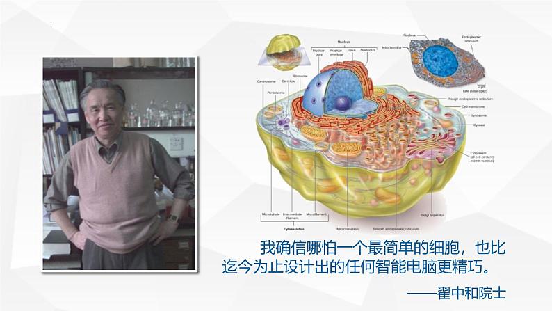 人教版 (2020) 必修1《分子与细胞》3.1细胞膜的结构和功能ppt精品课件第2页