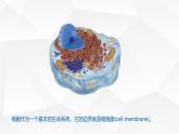 人教版 (2020) 必修1《分子与细胞》3.1细胞膜的结构和功能ppt精品课件