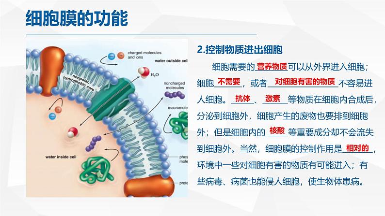 人教版 (2020) 必修1《分子与细胞》3.1细胞膜的结构和功能ppt精品课件第6页