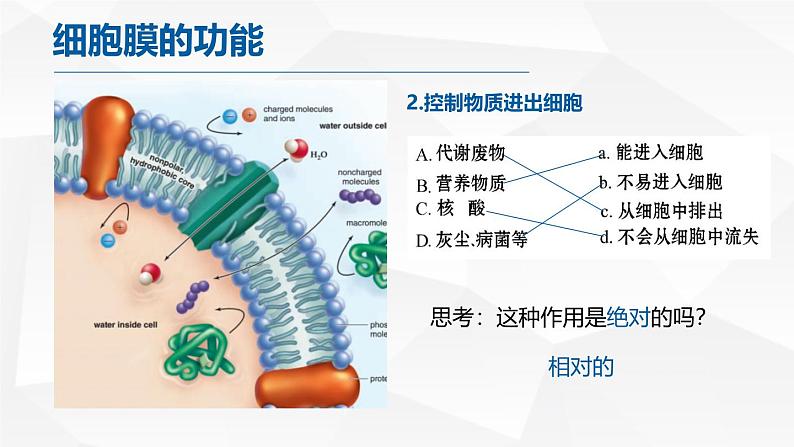 人教版 (2020) 必修1《分子与细胞》3.1细胞膜的结构和功能ppt精品课件第7页