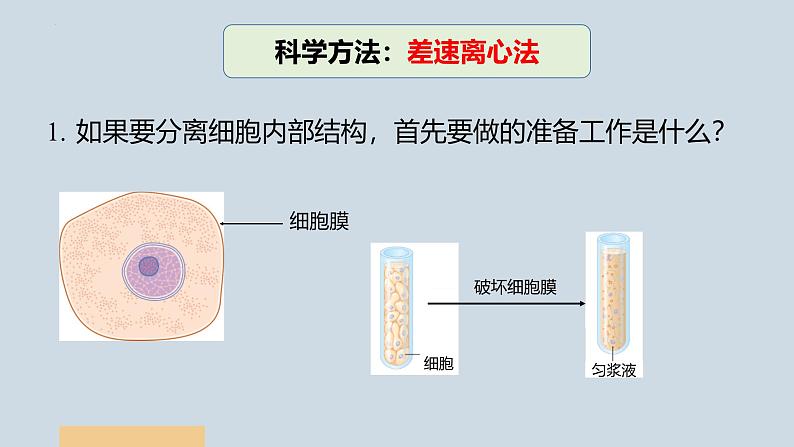 人教版 (2020) 必修1《分子与细胞》3.2细胞器之间的分工合作精品ppt课件第5页