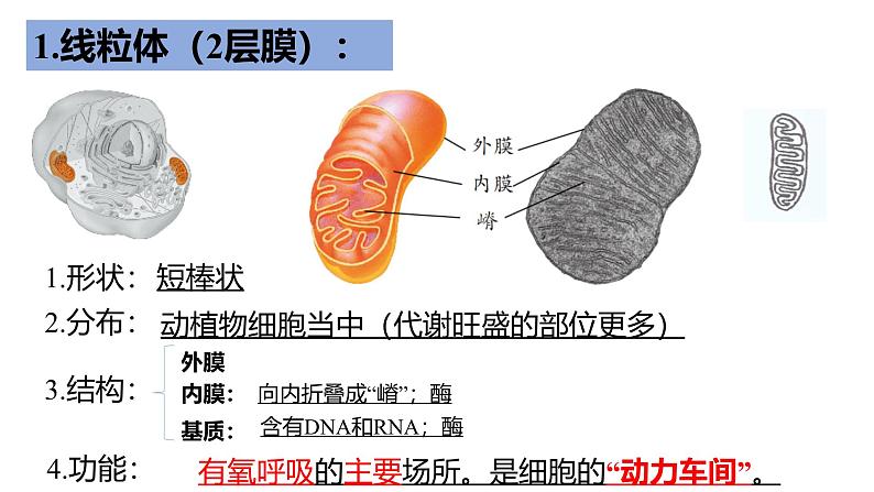 人教版 (2020) 必修1《分子与细胞》3.2细胞器之间的分工合作精品ppt课件第8页