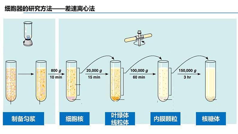 人教版 (2020) 必修1《分子与细胞》3.2细胞器之间的分工合作ppt精品课件第7页