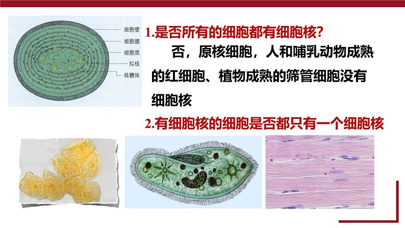 人教版 (2020) 必修1《分子与细胞》3.3细胞核的结构和功能精品课件第2页