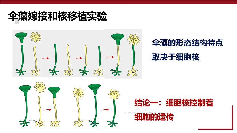 人教版 (2020) 必修1《分子与细胞》3.3细胞核的结构和功能精品课件第6页