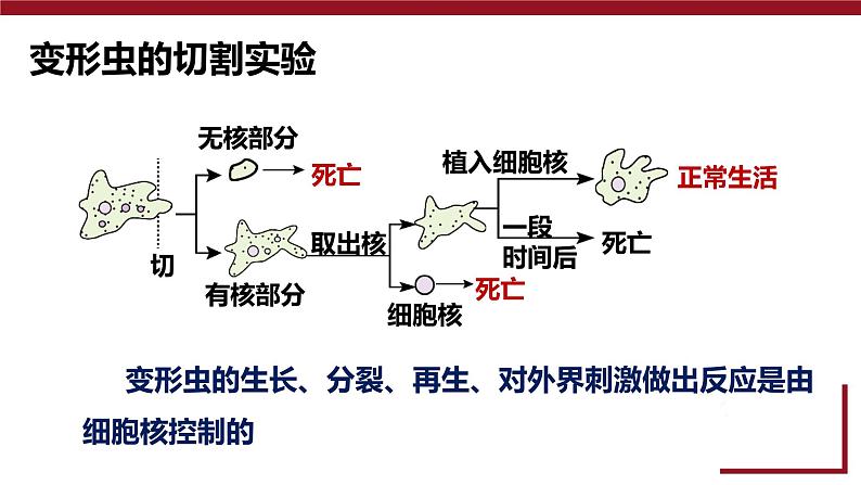 人教版 (2020) 必修1《分子与细胞》3.3细胞核的结构和功能精品课件第7页