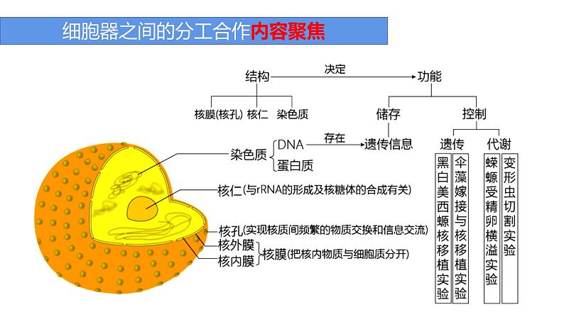 人教版 (2020) 必修1《分子与细胞》3.3细胞核的结构和功能精品ppt课件第3页