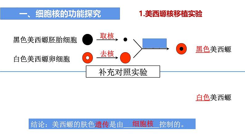 人教版 (2020) 必修1《分子与细胞》3.3细胞核的结构和功能精品ppt课件第5页