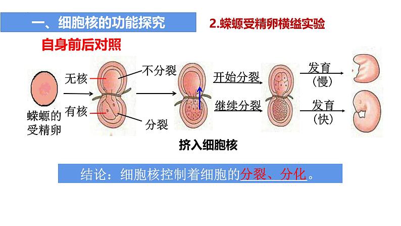 人教版 (2020) 必修1《分子与细胞》3.3细胞核的结构和功能精品ppt课件第6页