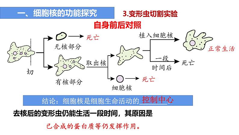 人教版 (2020) 必修1《分子与细胞》3.3细胞核的结构和功能精品ppt课件第7页