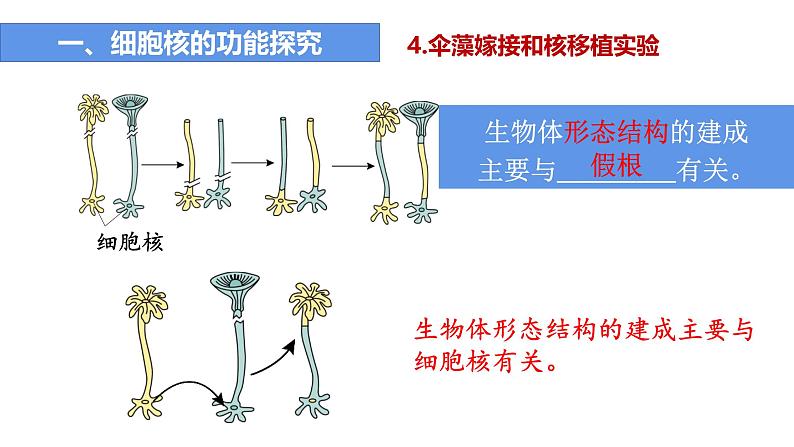 人教版 (2020) 必修1《分子与细胞》3.3细胞核的结构和功能精品ppt课件第8页