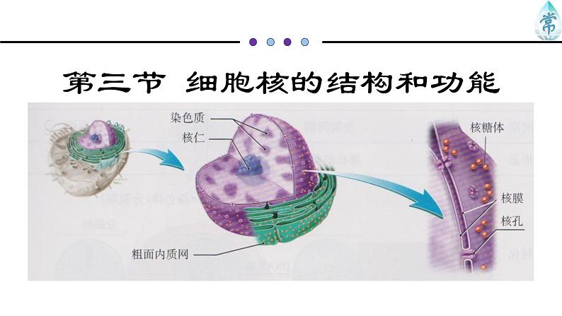 人教版 (2020) 必修1《分子与细胞》3.3细胞核的结构和功能ppt精品课件第1页