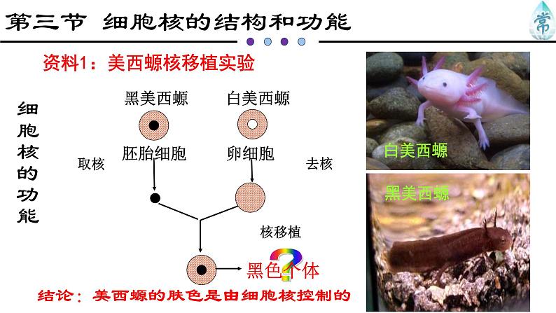 人教版 (2020) 必修1《分子与细胞》3.3细胞核的结构和功能ppt精品课件第2页