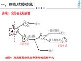 人教版 (2020) 必修1《分子与细胞》3.3细胞核的结构和功能ppt精品课件