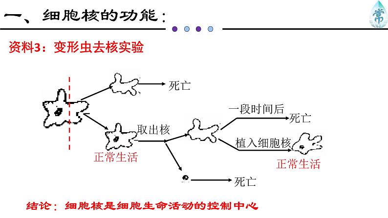 人教版 (2020) 必修1《分子与细胞》3.3细胞核的结构和功能ppt精品课件第4页