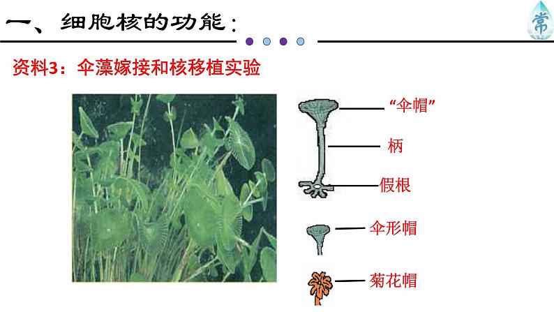 人教版 (2020) 必修1《分子与细胞》3.3细胞核的结构和功能ppt精品课件第5页