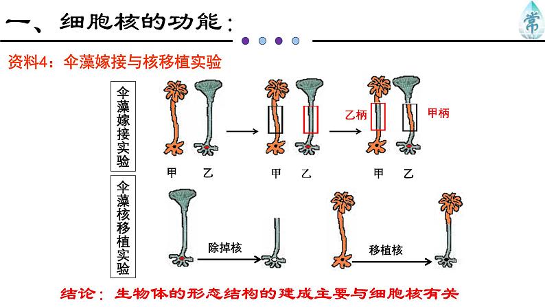 人教版 (2020) 必修1《分子与细胞》3.3细胞核的结构和功能ppt精品课件第6页